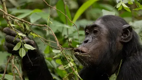 Chimpanzees Drinking a Daily Dose of a Beer Each Day from Overripe Fruits, Study Finds