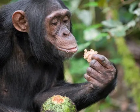 Chimpanzees Drink Daily Alcohol Comparable to a Lager from Ripe Figs