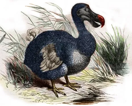 Researchers Assert They Have Achieved a ‘Major Breakthrough’ in Reviving the Flightless Species for the Very First Occasion in Three Centuries